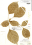 Gilibertia marginifera image