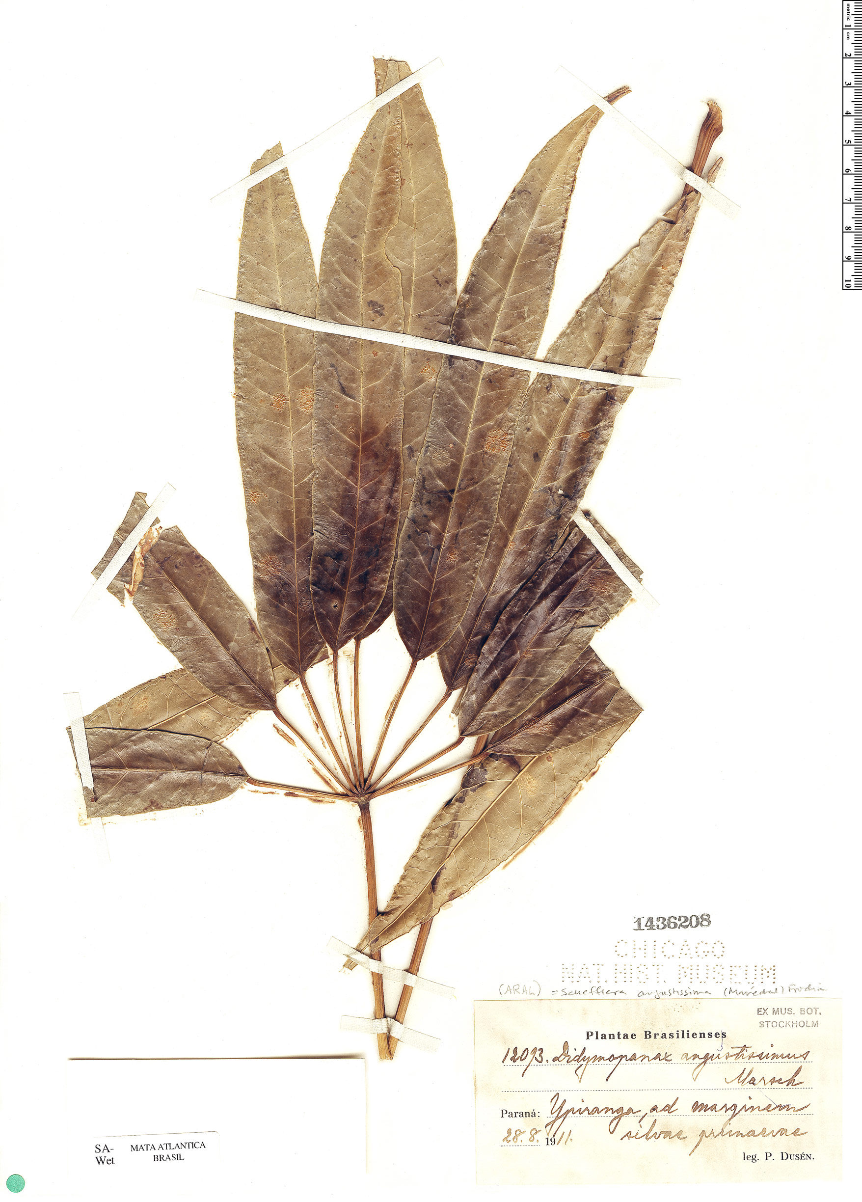 Schefflera angustissima image