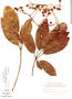 Schefflera decaphylla image