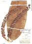 Schefflera ferruginea image