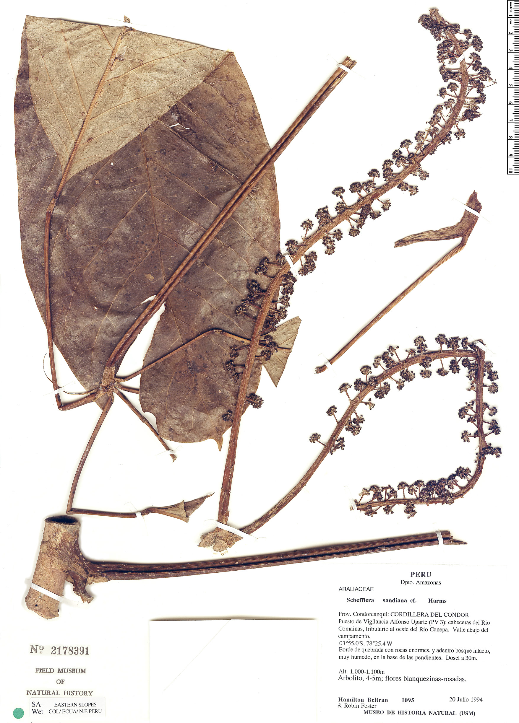 Schefflera sandiana image