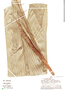 Bactris bifida image