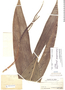 Chamaedorea pauciflora image
