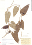 Aristolochia birostris image