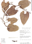 Aristolochia fragrantissima image