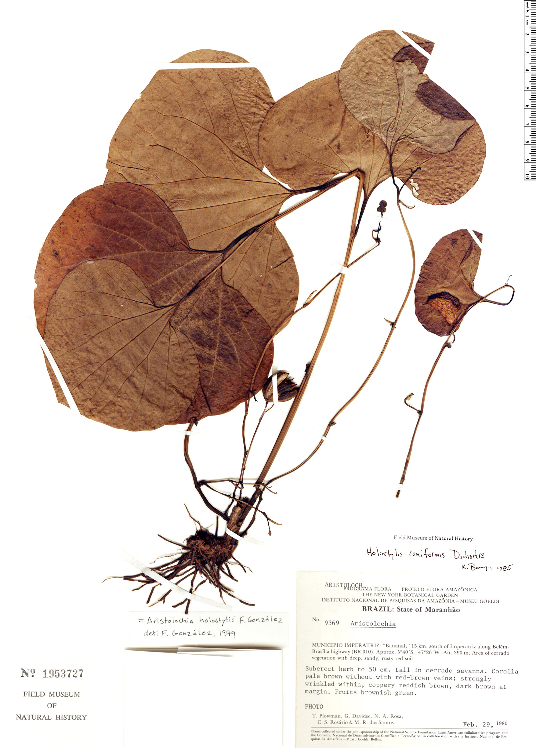 Aristolochia holostylis image