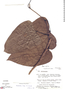 Aristolochia klugii image