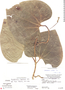 Aristolochia lagesiana image