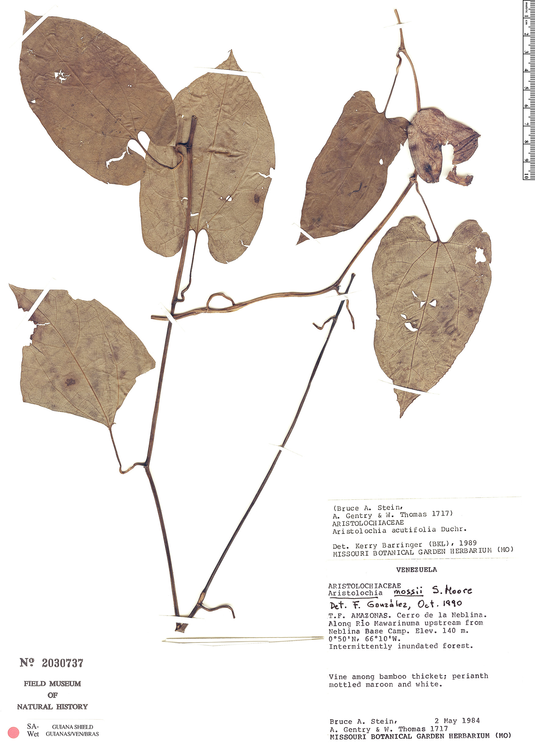 Aristolochia mossii image