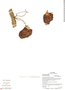Aristolochia ruiziana image