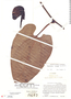 Aristolochia trianae image