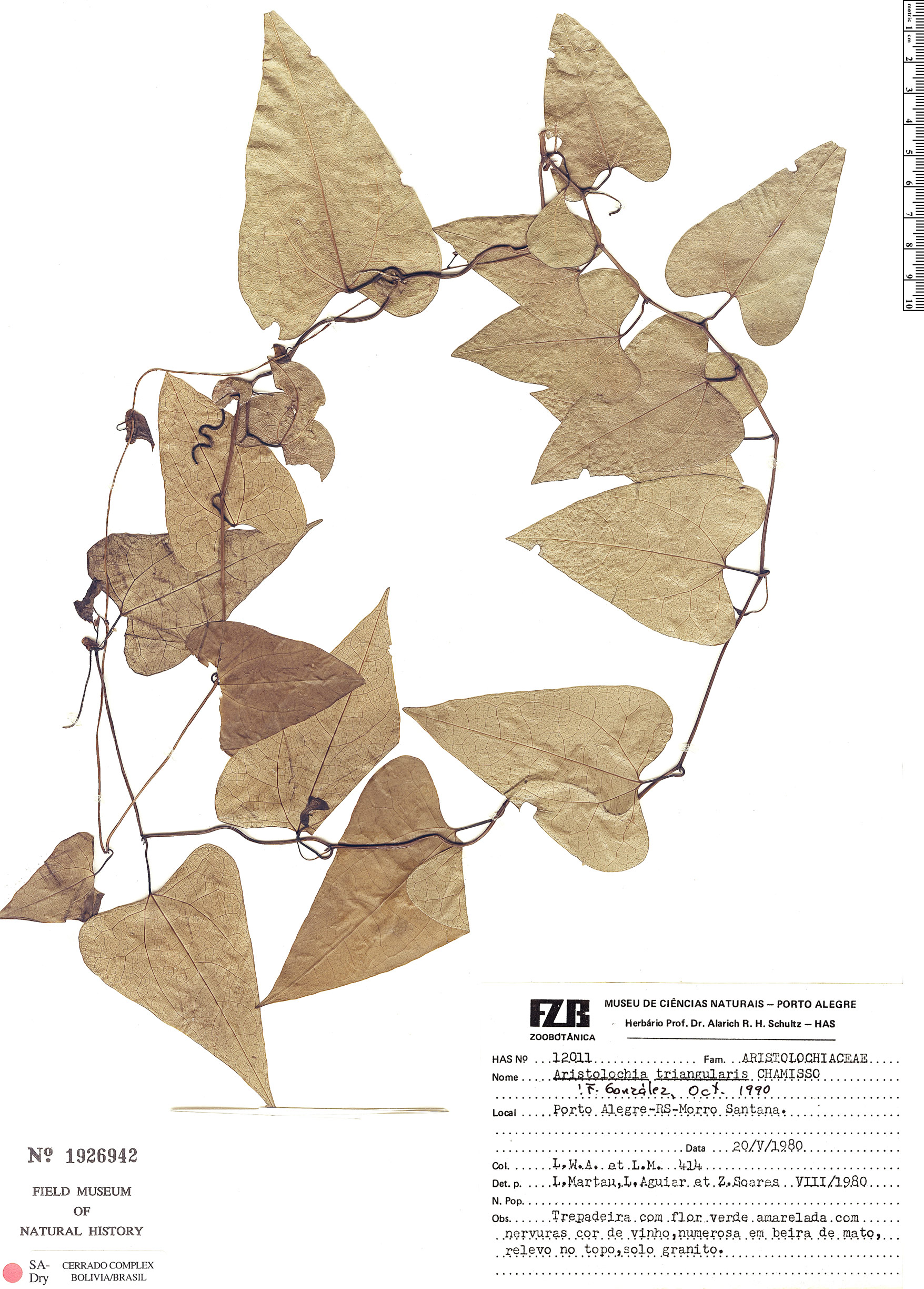 Aristolochia triangularis image