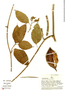 Marsdenia rubrofusca image