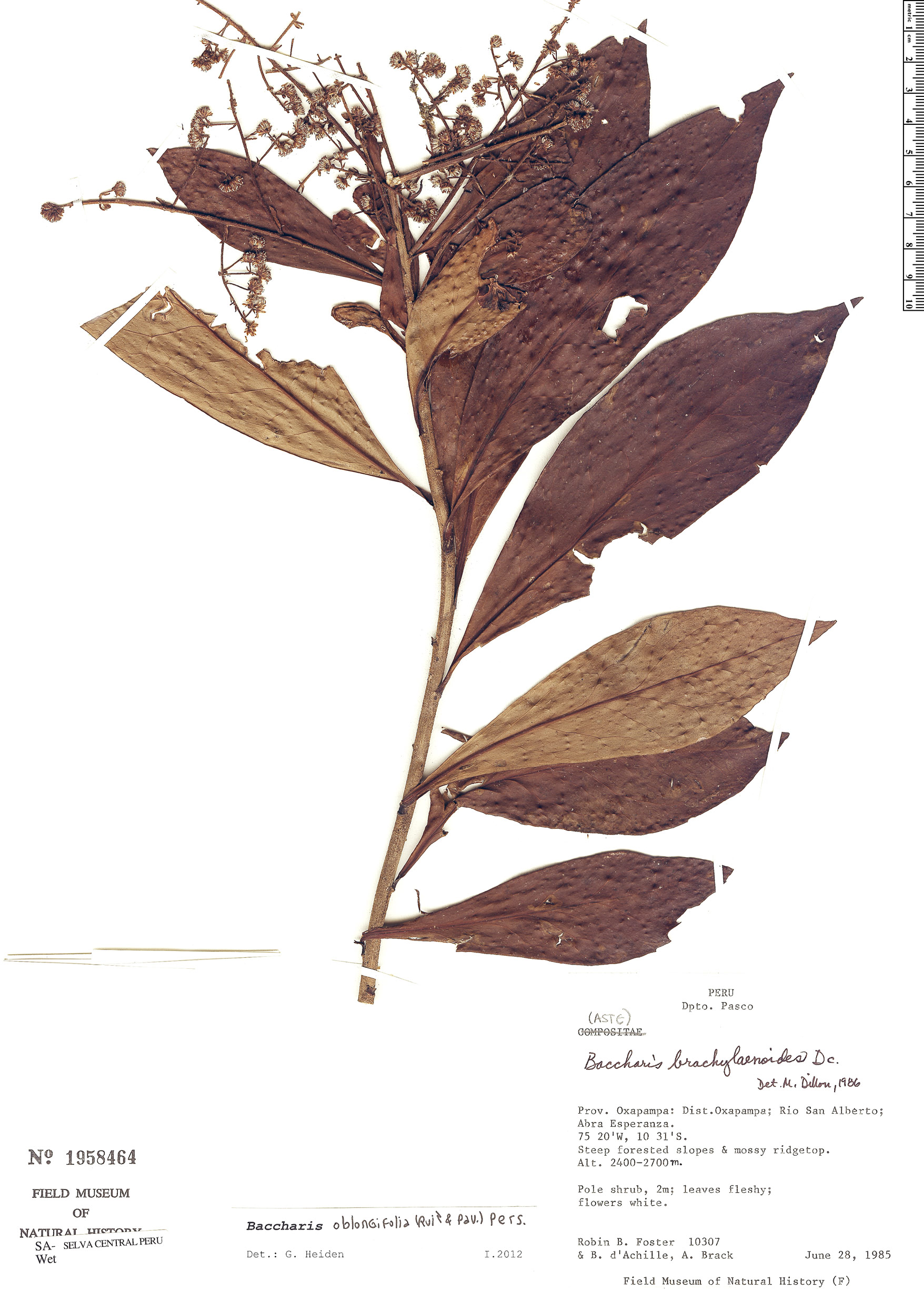 Baccharis oblongifolia image