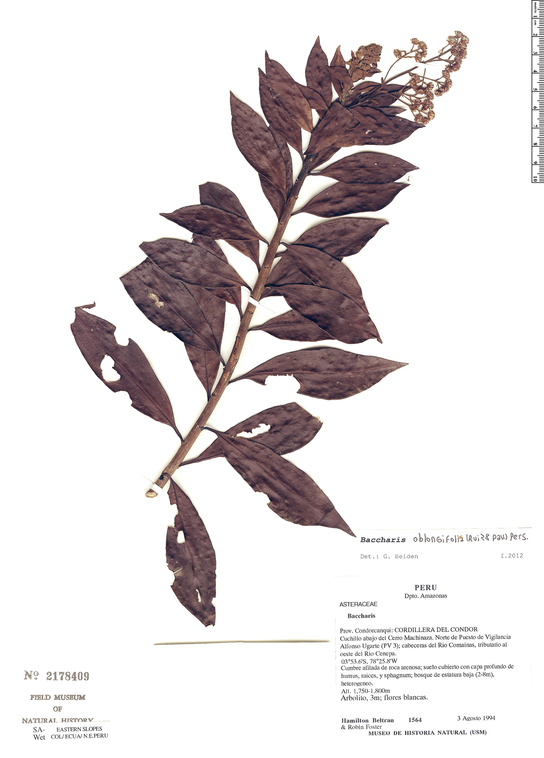 Baccharis oblongifolia image