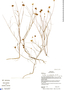 Calea nematophylla image