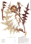 Cirsium ehrenbergii image