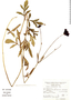 Cosmos scabiosoides image