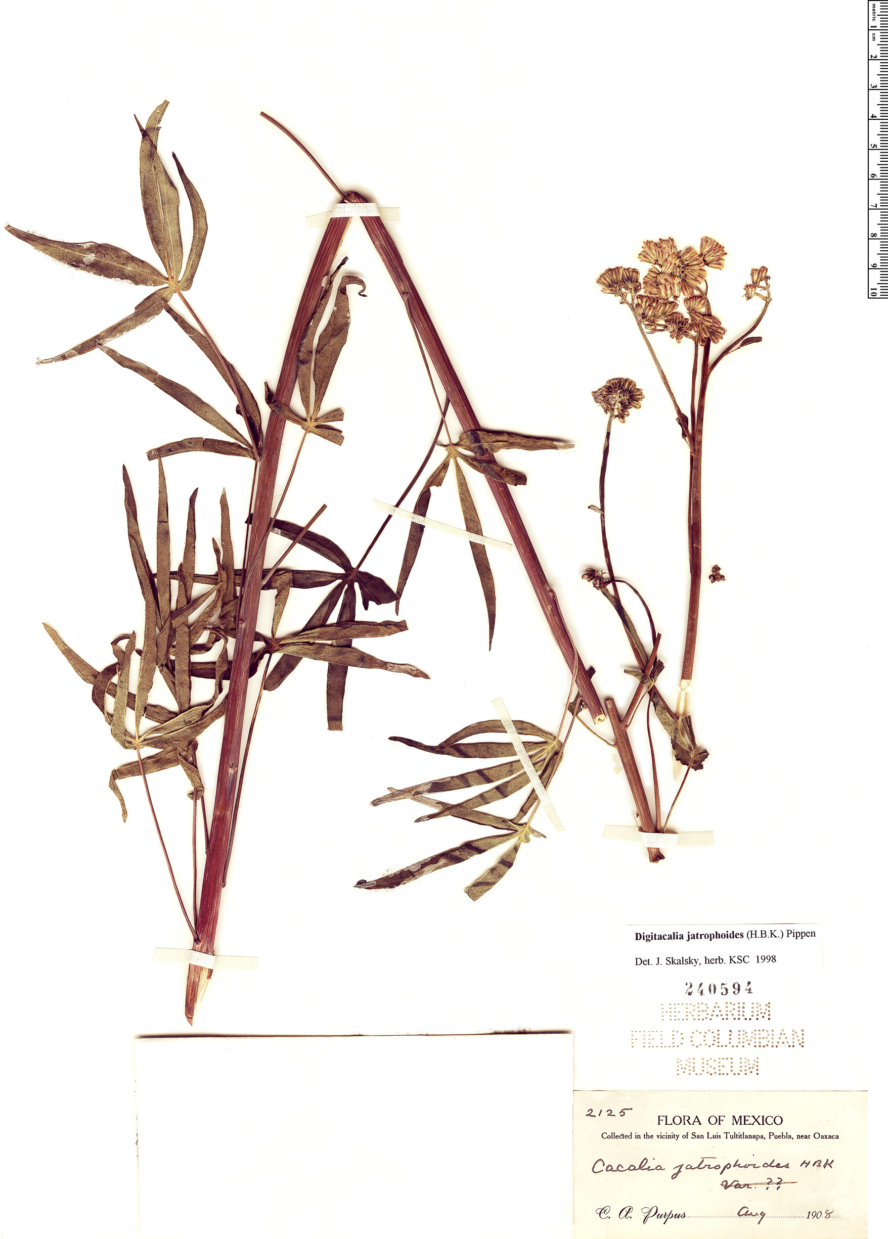 Digitacalia jatrophoides image