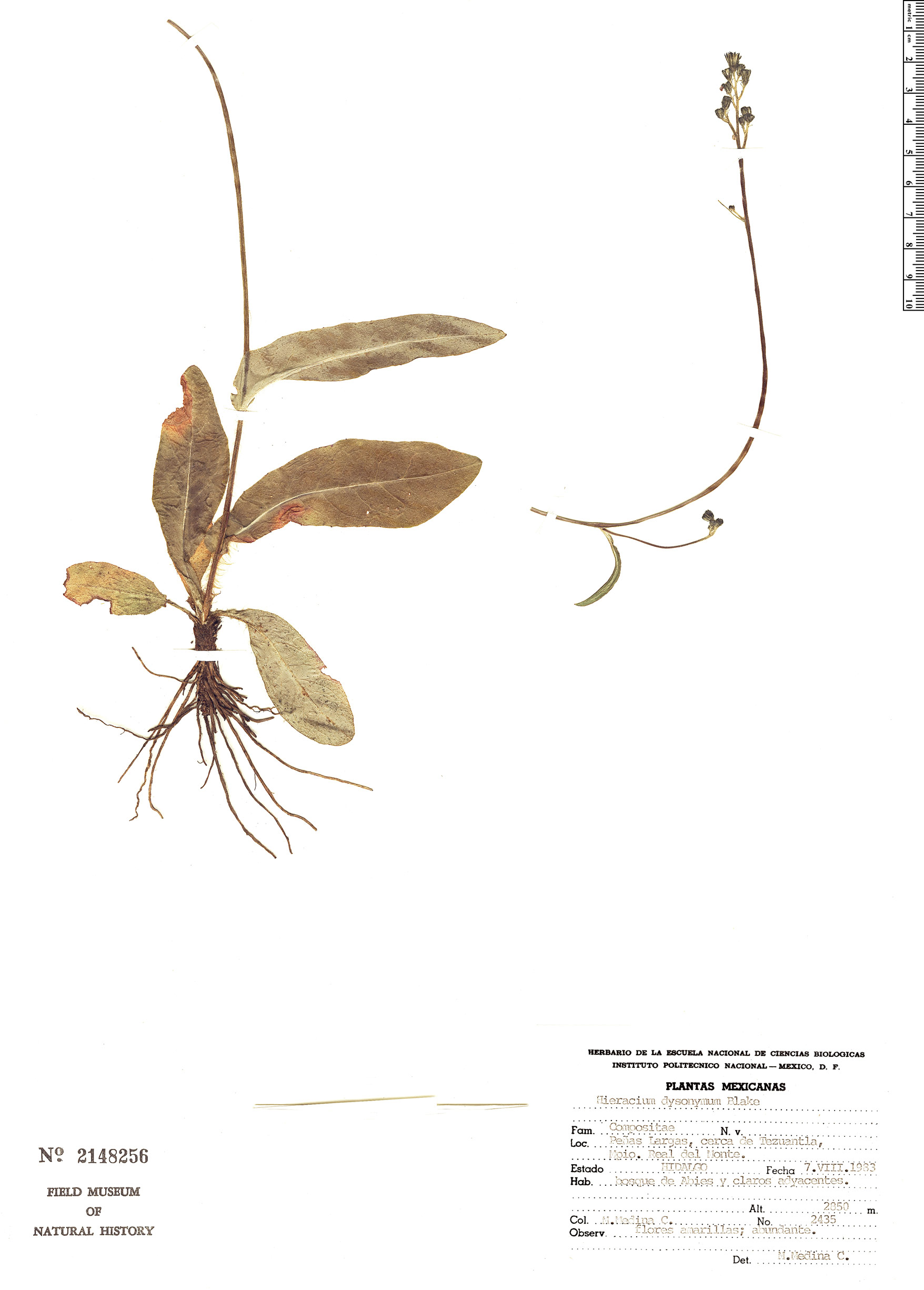 Hieracium dysonymum image