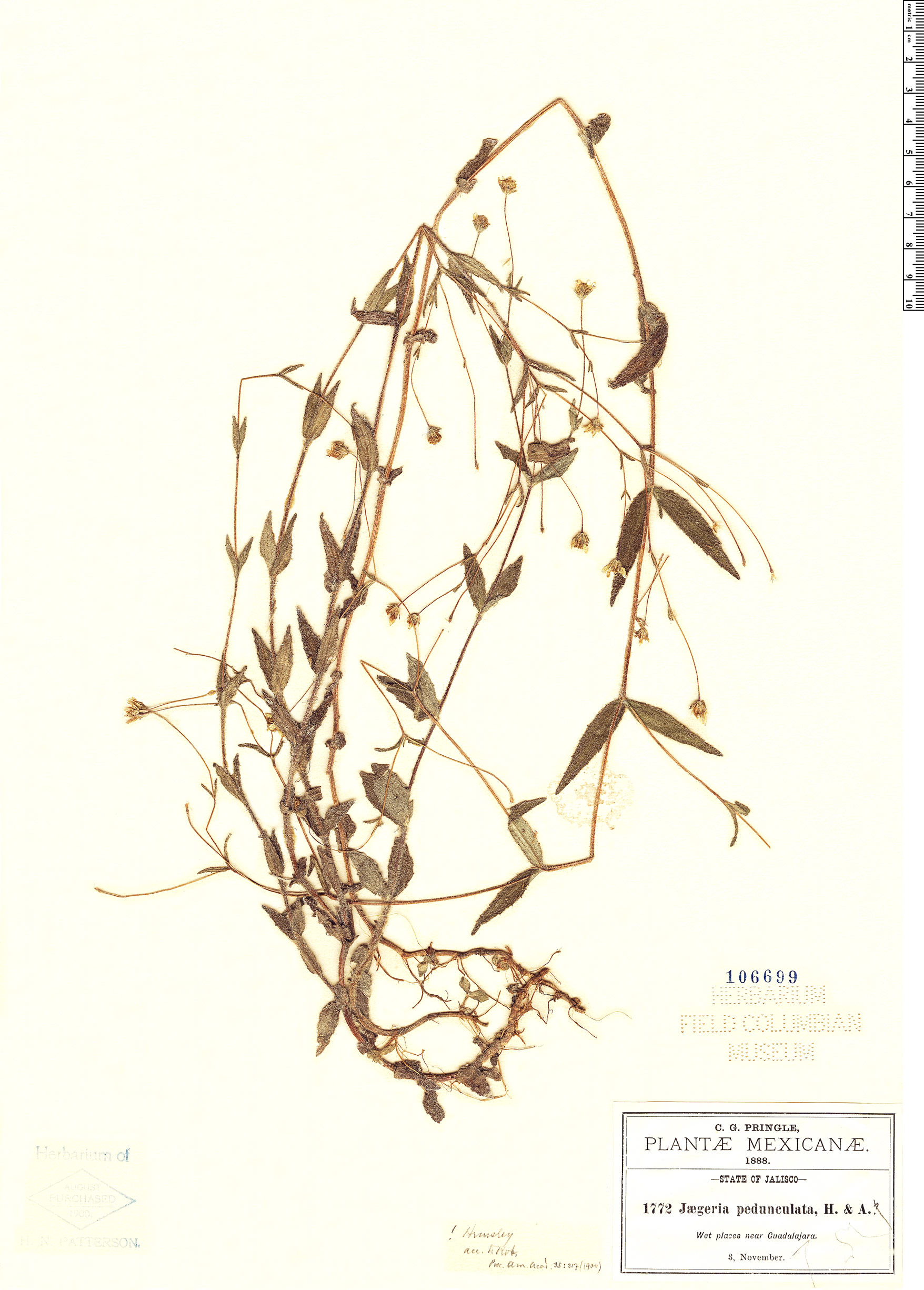 Jaegeria pedunculata image