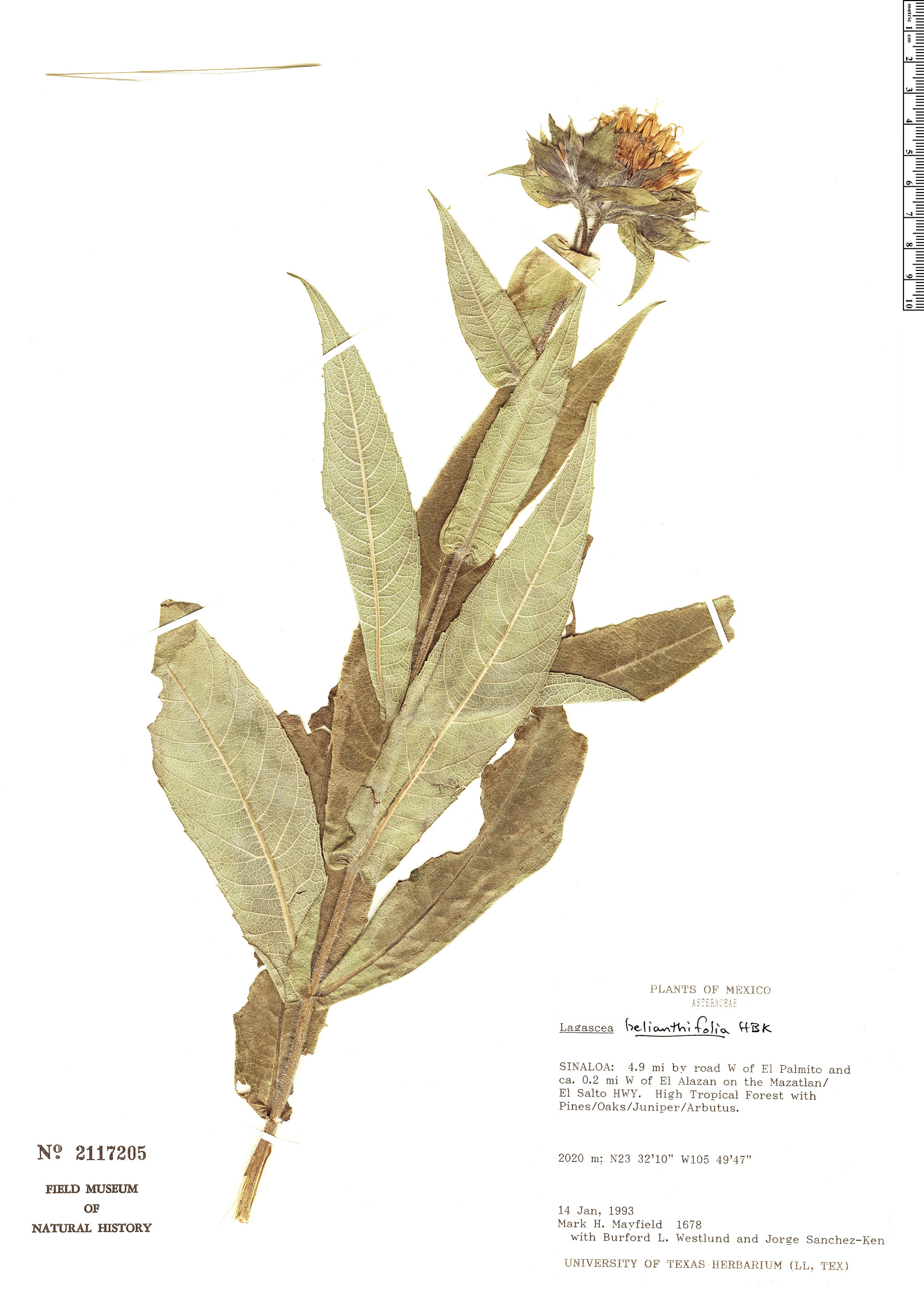 Lagascea helianthifolia image