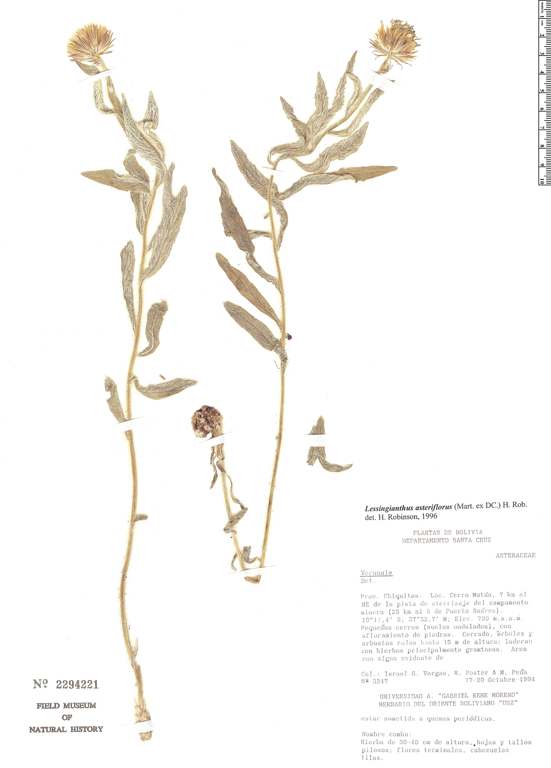 Lessingianthus asteriflorus image