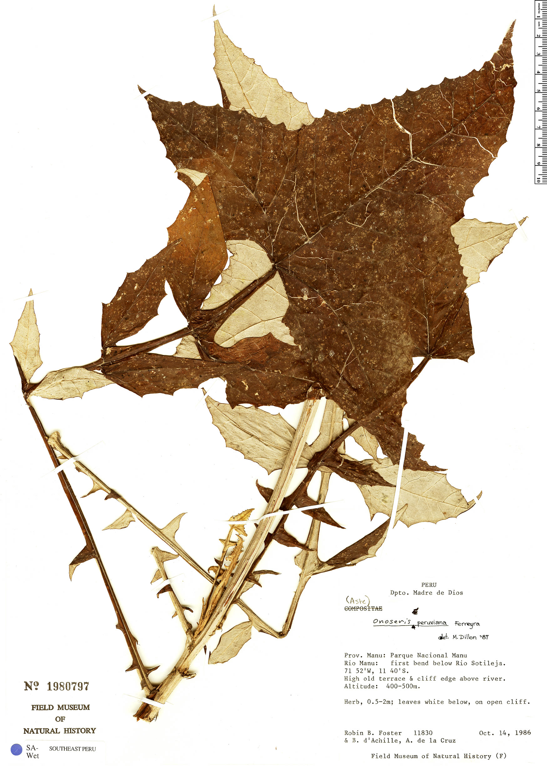 Onoseris peruviana image