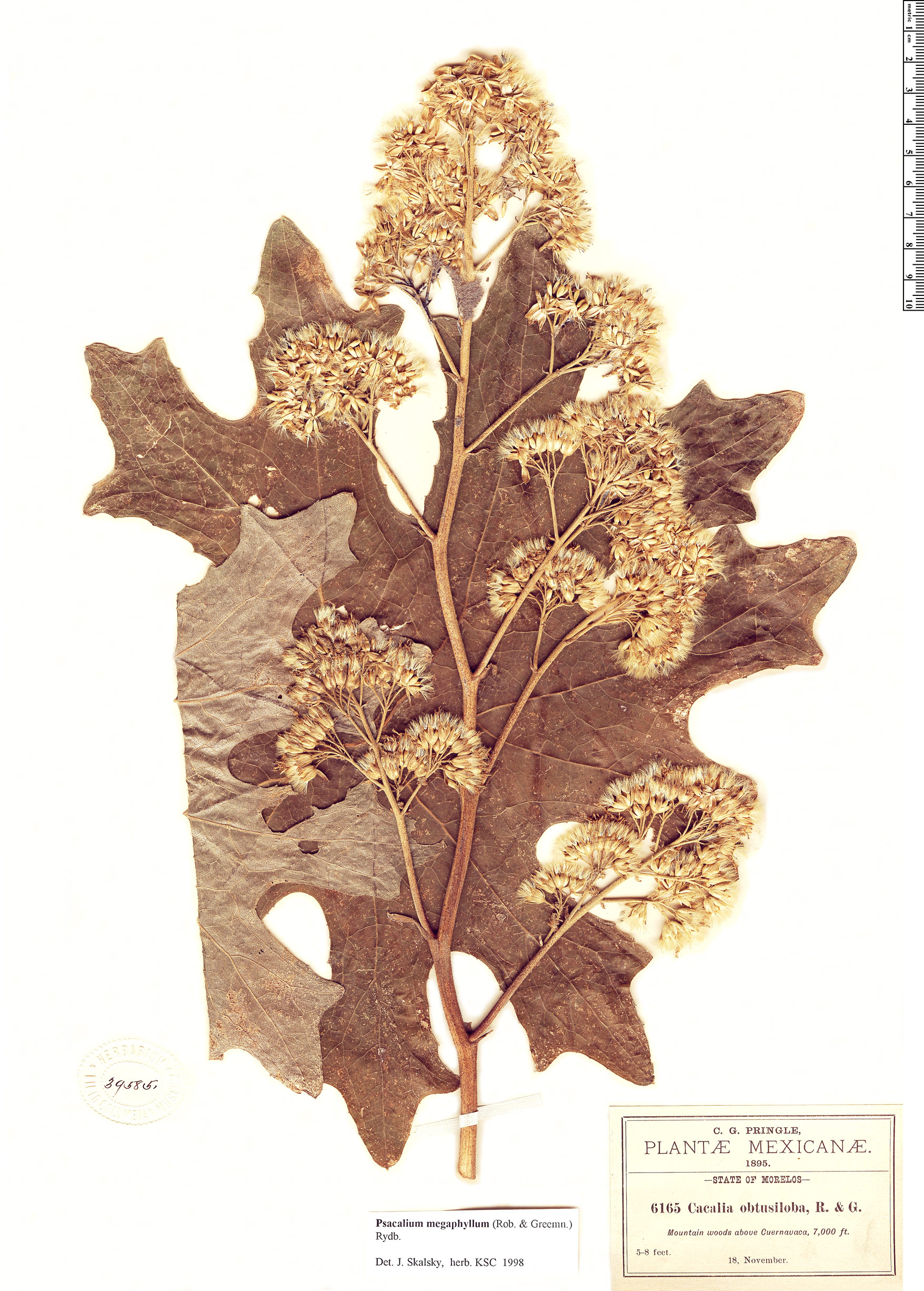 Psacalium megaphyllum image