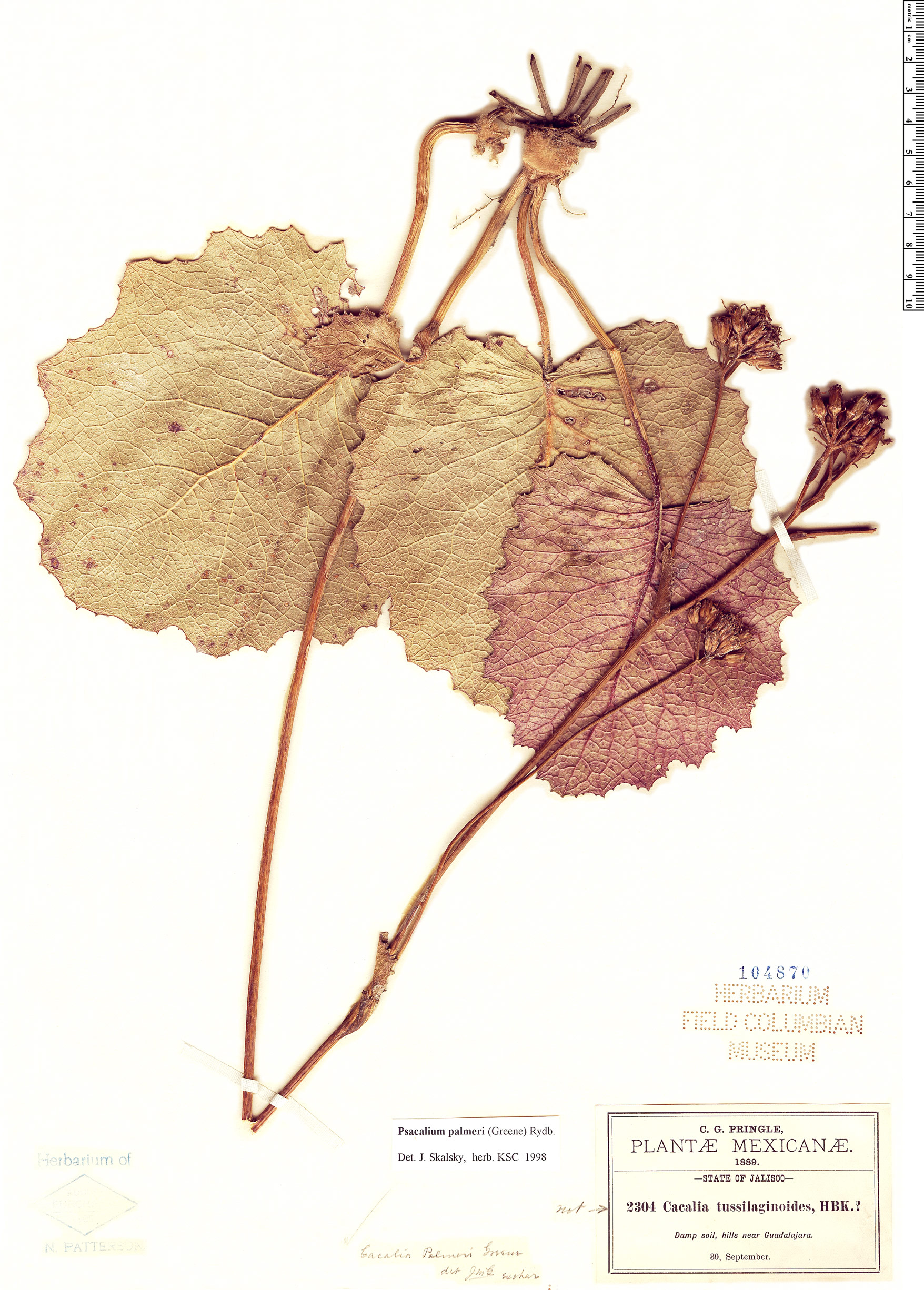 Psacalium palmeri image