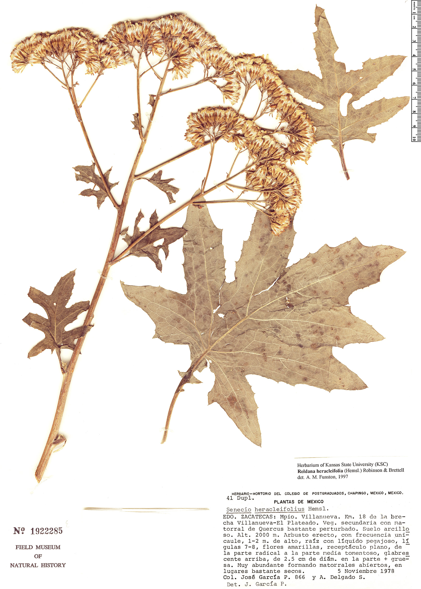 Roldana heracleifolia image
