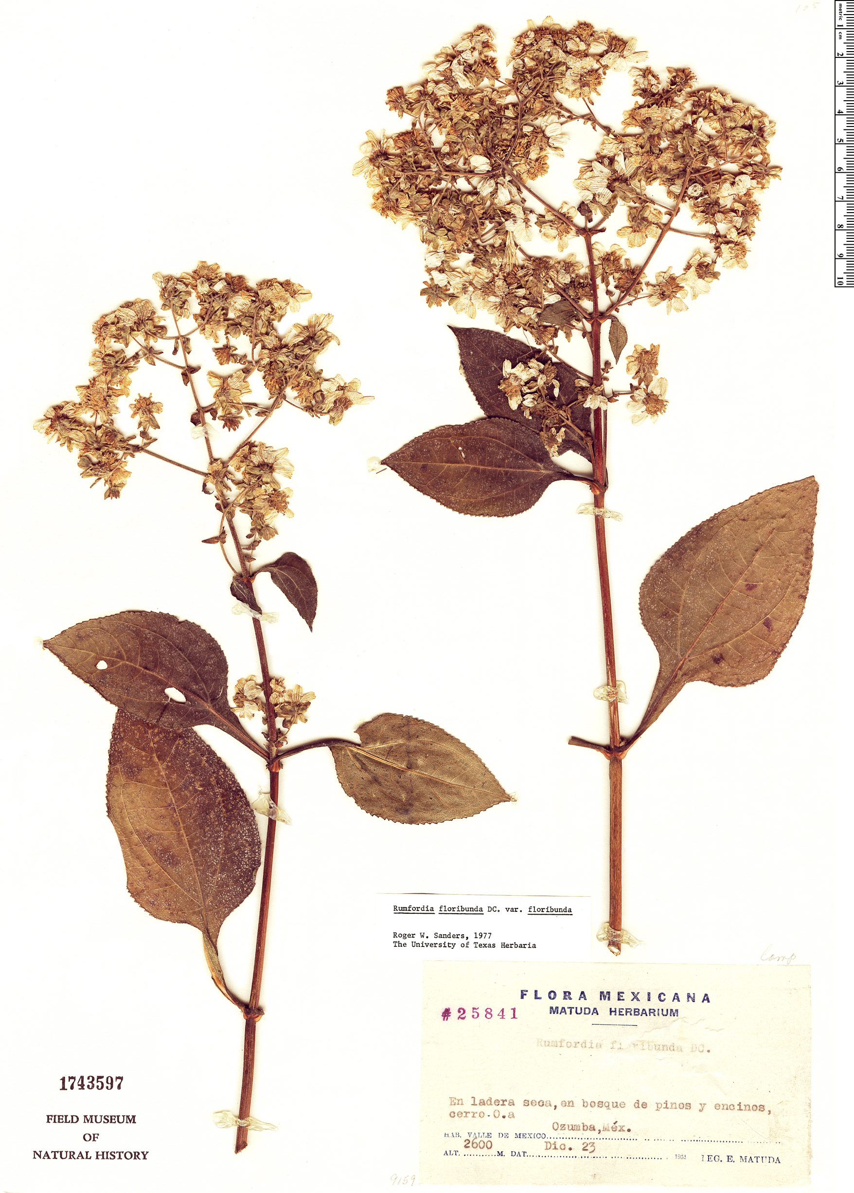 Rumfordia floribunda var. floribunda image