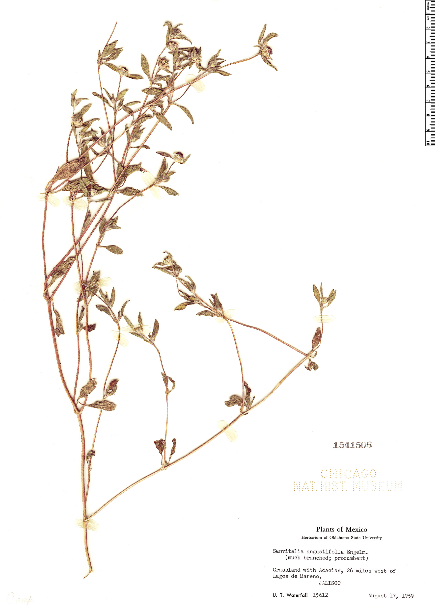 Sanvitalia procumbens image
