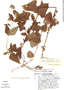 Stevia galeopsidifolia image