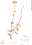 Stevia jorullensis image