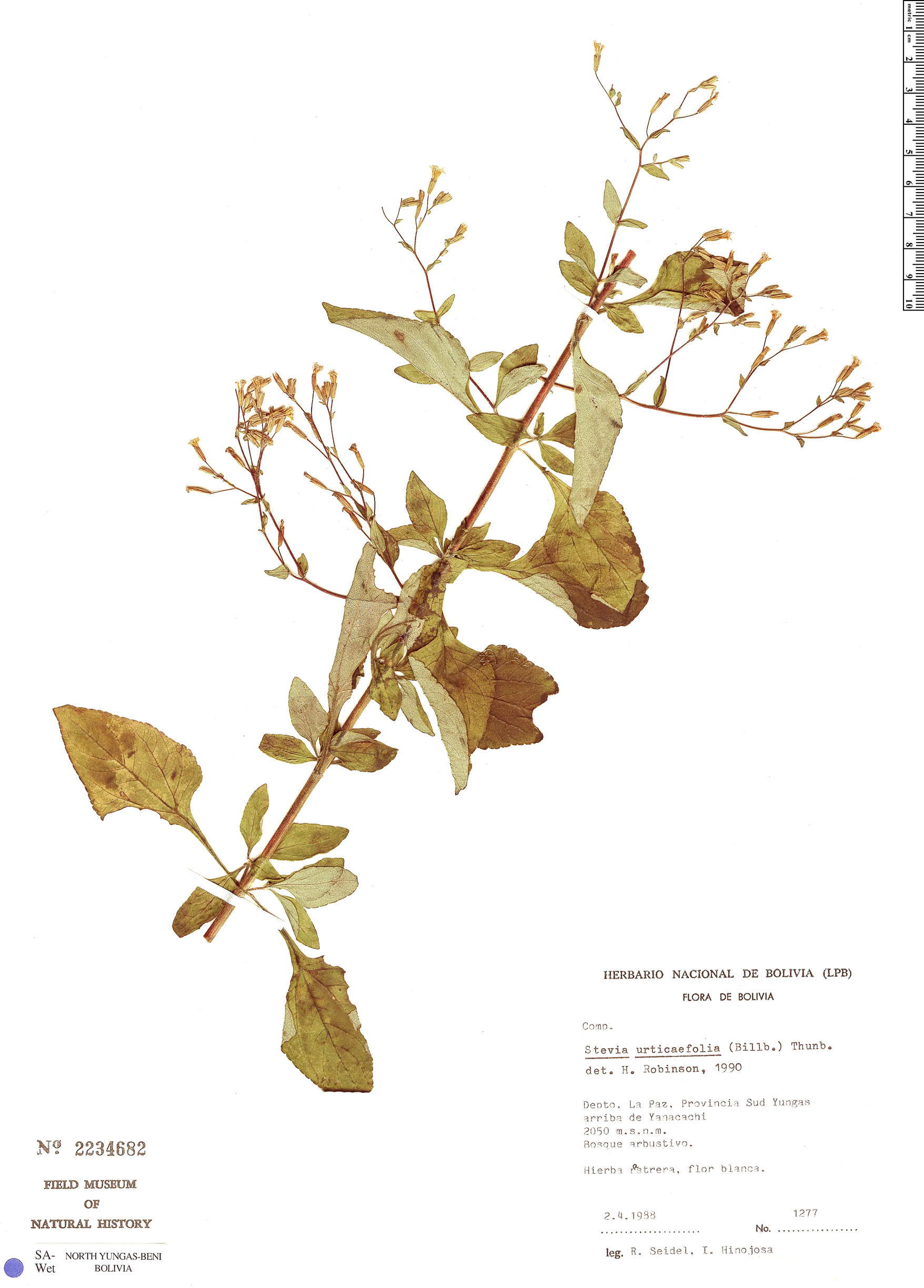 Stevia urticifolia image