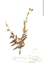 Verbesina hypomalaca image