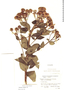 Vernonia alamanii image