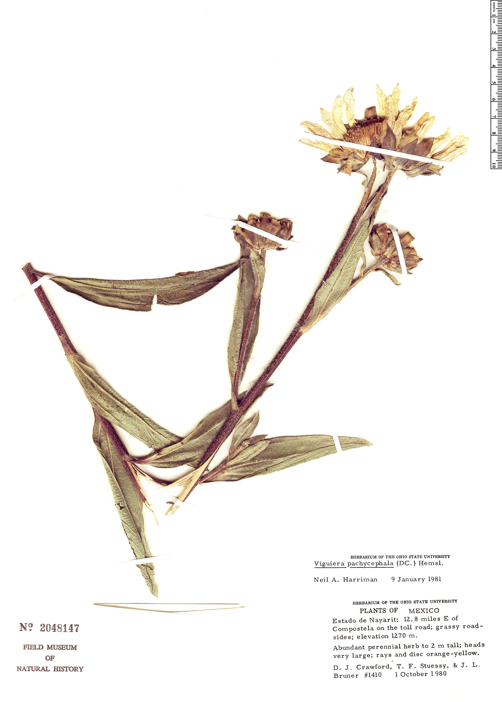 Aldama pachycephala image