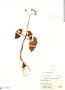 Begonia bracteosa image