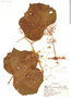 Begonia convolvulacea image