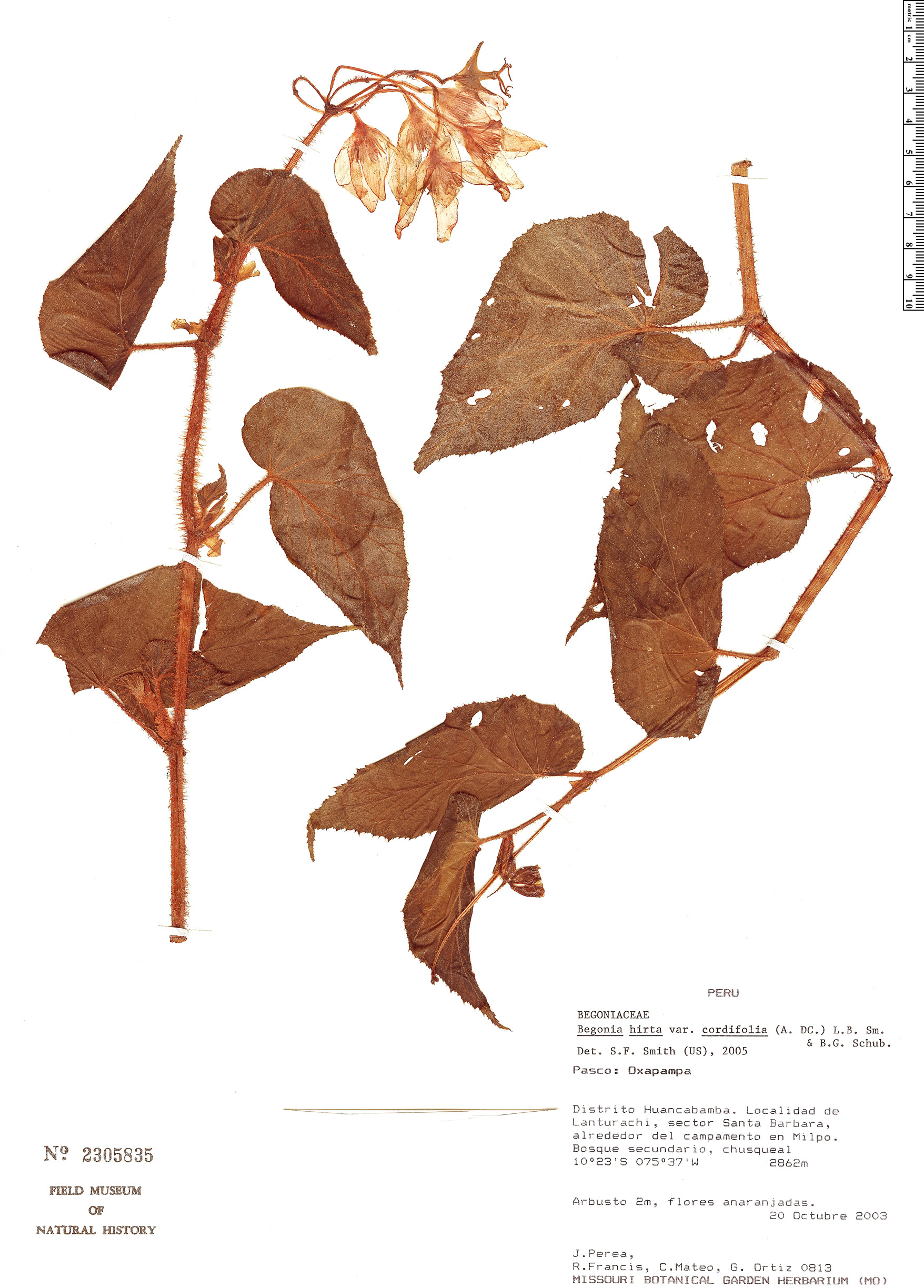 Begonia hirta var. cordifolia image
