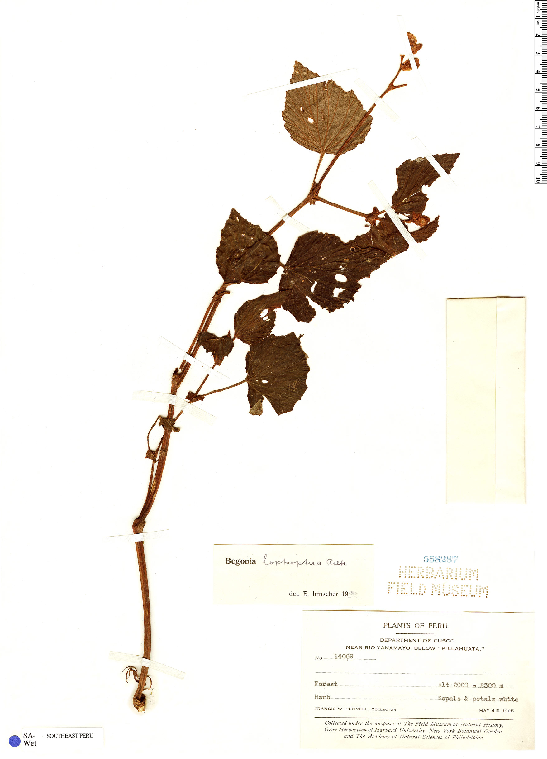 Begonia lophoptera image