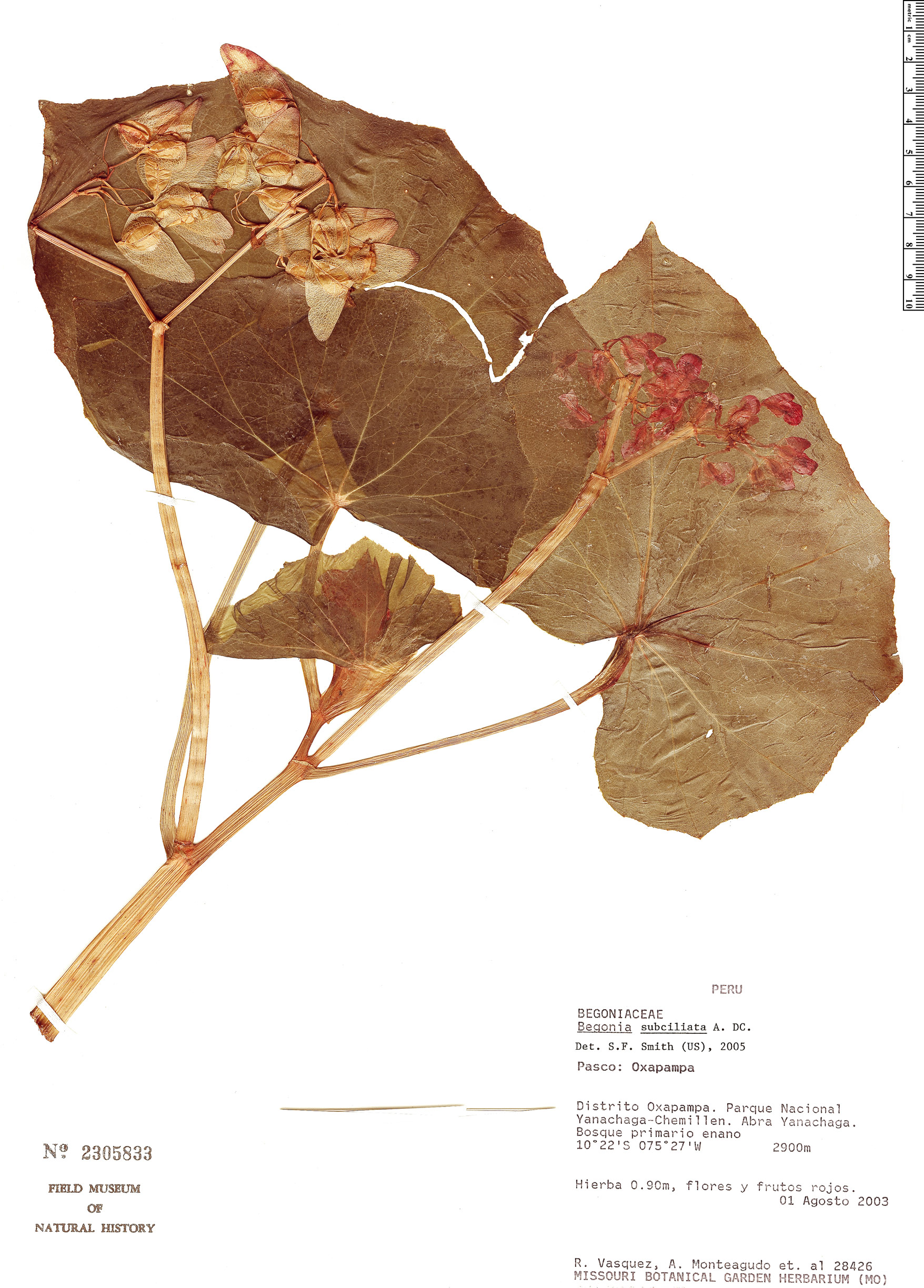 Begonia subciliata image