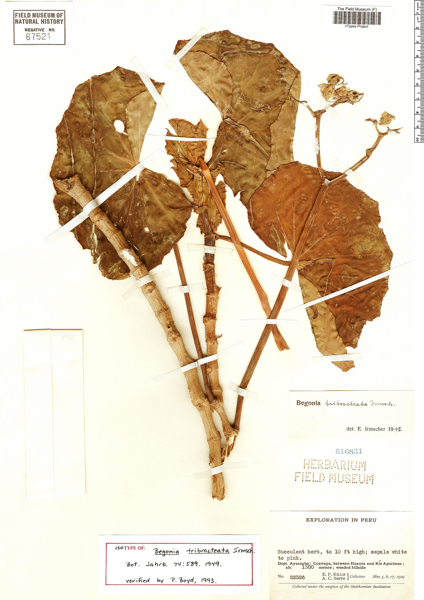 Begonia tribracteata image