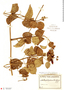 Amphilophium paniculatum var. paniculatum image