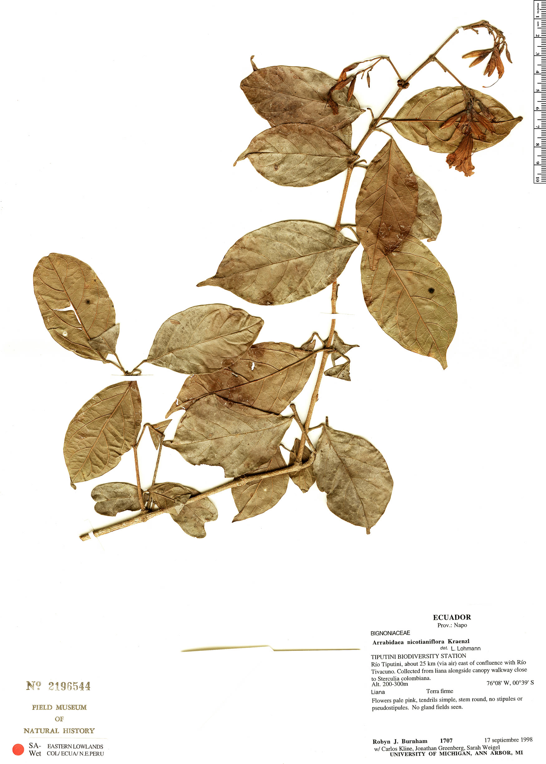 Arrabidaea nicotianiflora image