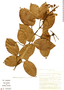 Amphilophium mansoanum image