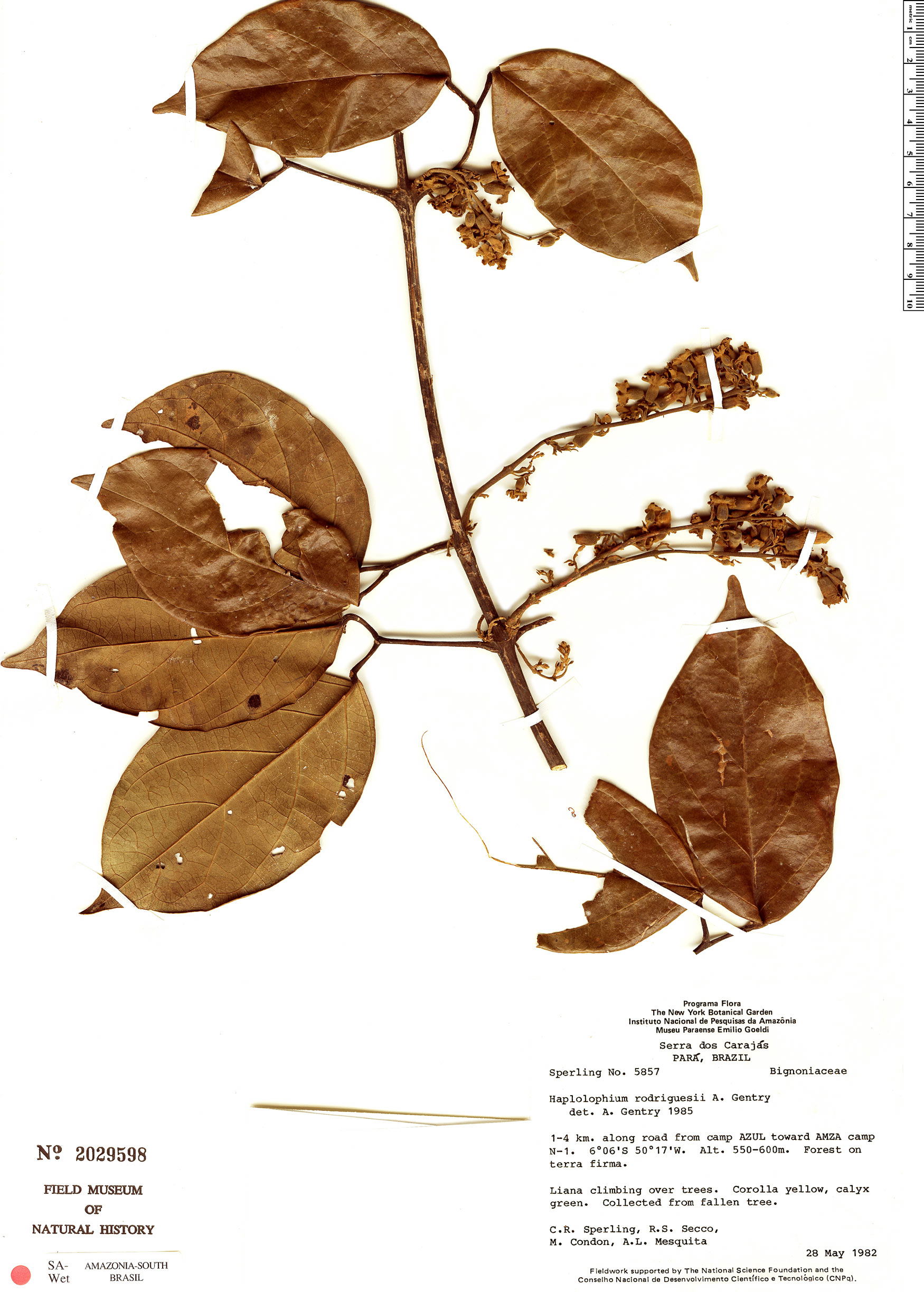 Amphilophium rodriguesii image