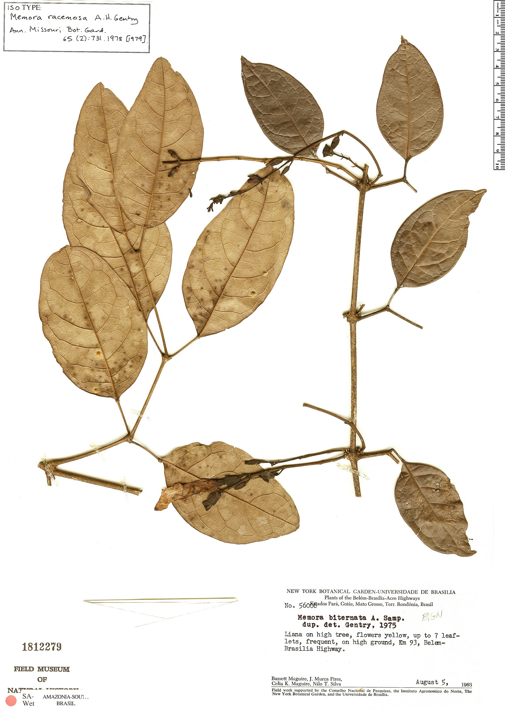 Adenocalymma racemosum image
